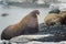 Group of walruses lying on a beach in the Arctic, on Franz Josef land