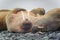 Group of walruses lying on a beach in the Arctic, on Franz Josef land