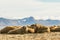 Group of walruses on Prins Karls Forland, Svalbard