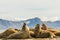 Group of walruses on Prins Karls Forland, Svalbard