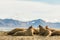 Group of walruses on Prins Karls Forland, Svalbard