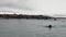 Group of walruses relax near water on snow shore of Arctic Ocean in Svalbard.