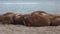 Group of walruses relax on shore of Arctic Ocean in Svalbard.