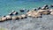 Group of walruses rest on shores of Arctic Ocean on New Earth in Russia.