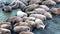 Group of walruses rest on shores of Arctic Ocean on New Earth in Russia.