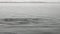 Group of walruses swim in cold blue water of Arctic Ocean in Svalbard.