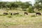 Group of warthogs graze in the savannah of Samburu Park