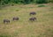 Group of Warthogs in the savannah of the Chobe Nationalpark in Botswana