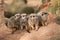 Group of watchful meerkats on the termitary