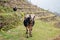 A group of water buffalo grazing in a clearing along the Mardi Himal trek