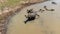 Group of Water buffalo masses in wetland.