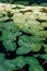 Group water lilies fresh full green leaves