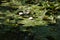 Group of water lilies in a pond receiving the sun\\\'s rays. Scientific name Nymphaea. Concept aquatic plants, lakes, ponds, water