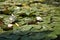 Group of water lilies in a pond receiving the sun\\\'s rays. Scientific name Nymphaea. Concept aquatic plants, lakes, ponds, water