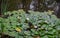 Group of water lily among round green leaves in a pond. Water surface with reflections. Autumn scenery