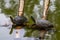 A group of water turtles gather on a bamboo raft in the turtle pond