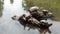 Group of water turtles are resting on a log emerging from the lake