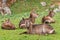 Group of waterbuck antelopes sitting in a field