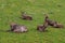 Group of waterbuck antelopes sitting in a field