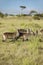 Group of waterbucks looking into camera, Lewa Conservancy, Kenya, Africa