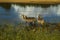 Group of waterbucks in the riverbank in Kruger Park, South Africa