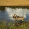 Group of waterbucks in the riverbank in Kruger Park, South Africa