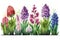 Group of Watercolor Blooming Spring Beautiful Colorful Hyacinths Flowers Plant in Row - Generative AI