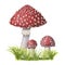 A group of watercolor vector redcap fly agarics on green grass. Hand-drawn poisonous mushrooms with dots on red cap and