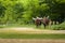 Group of watusi