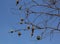 A group of weaver bird nest hanging on leafless tree