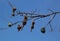 A group of weaver bird nest hanging on leafless tree