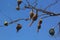 A group of weaver bird nest hanging on leafless tree