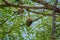 A group of weaver bird nest hanging on leafless tree