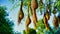 Group of weaver bird nest hanging on leafless tree under the blue sky, the peaceful weaver village