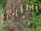 Group of weaver bird nest made by dry grass or straw on tree in outdoor farm