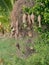 Group of weaver bird nest made by dry grass or straw on tree in outdoor farm