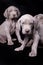 Group of weimaraner puppies on a black background