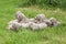 Group of Weimaraner Vorsterhund puppies lying