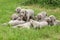 Group of Weimaraner Vorsterhund puppies together