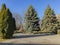 A Group Of Well-Groomed Conifers Lit By The Bright Autumn Sun, Located In A Park Area