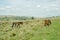 A group of Welsh Mountain Ponies grazing in the Brecon Beacons National Park