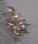 A group of western sandpipers at the water`s edge