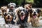 A group of wet and happy dogs with wagging tails after being washed, exuding joy and contentment. Generative AI