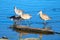 Group of Whimbrel shorebirds reflecting in Ventura estuary preserve in California USA
