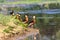 group of Whistling Duck, Dendrocygna eytoni, by a lake, Western Australia