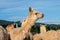 A group of white alpacas in a pasture