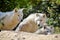 Group of White Arctic Wolf Canis Lupus Arctos on Rock