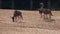 Group of white bearded wildebeests walking on the sand plain, tropical antelope specie from Africa