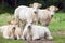 Group of white beige cows posing in meadow