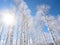 Group of white birch trees against blue sky